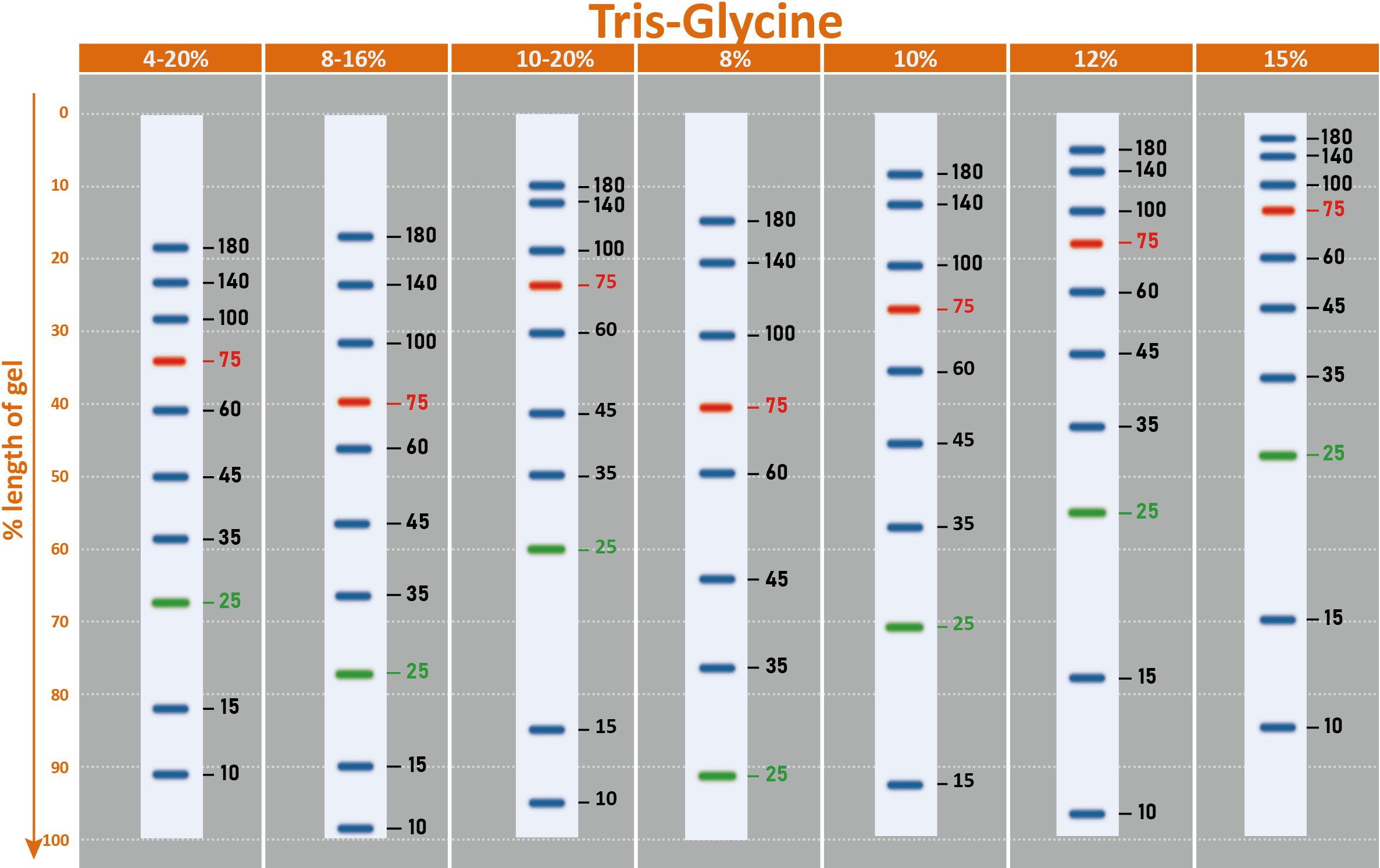[PM5200] ExcelBand™ 3-color Pre-stained Protein Ladder, Broad Range (3.5-245 kDa), 250 μl x 2
