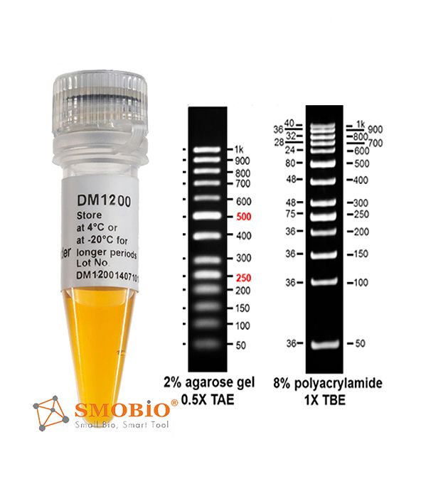 [DM1200] AccuBand™ 50 bp DNA分子量標記, 500 μl