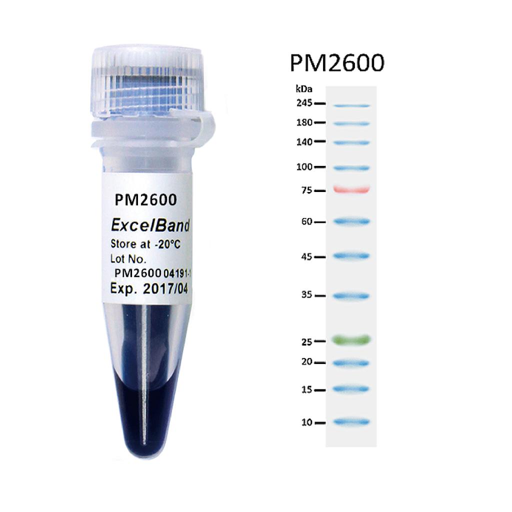 [PM2600] ExcelBand™三彩蛋白質高分子量標記, 250 μl x 2