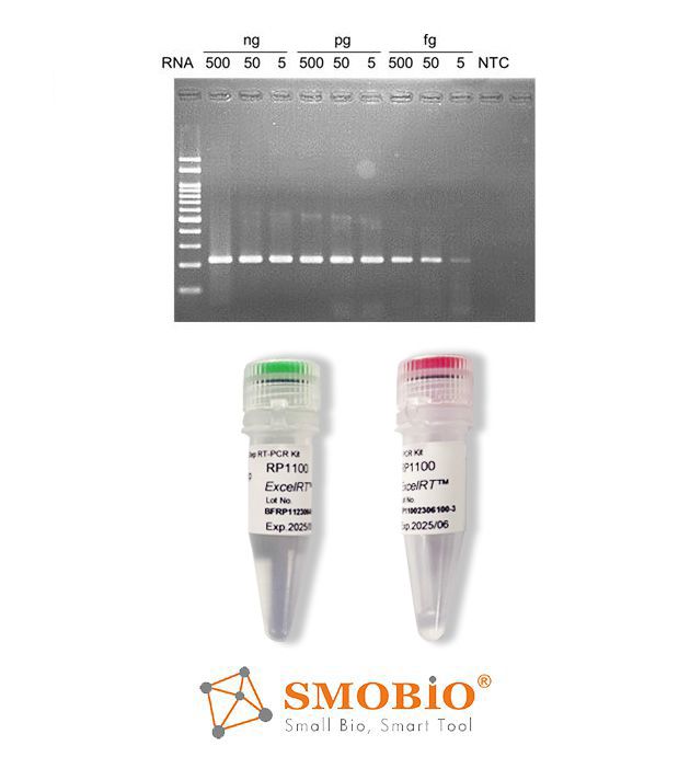 [RP1100] ExcelRT™一步法RT-PCR試劑盒, 50 RXN