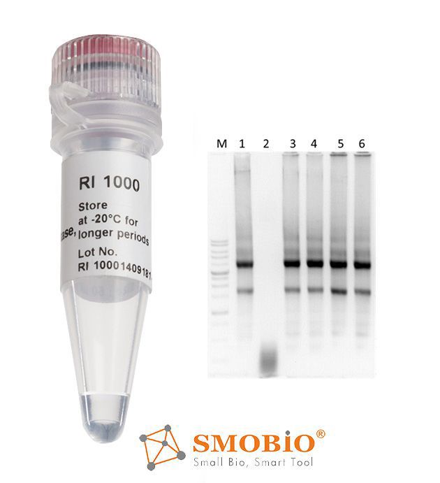 [RI1000] RNAok™ RNA酶抑制劑, 20 U/μl, 2000 U
