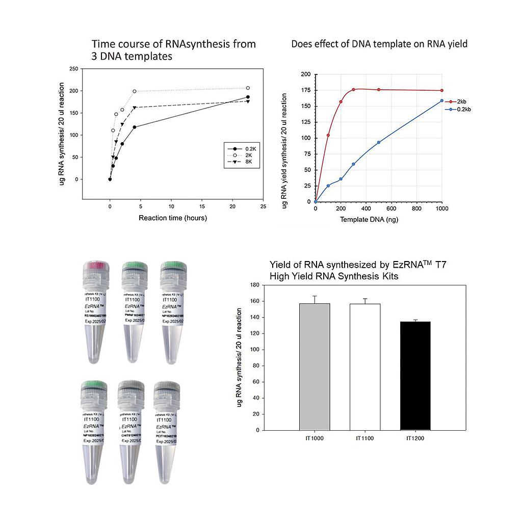 [IT1100] EzRNA™ T7 高產量RNA合成試劑盒(Ψ-UTP),50 RXN