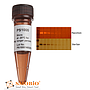 [PS1000] FluoroStain™ SDS-PAGE蛋白質專用紅色螢光染劑, 1 ml