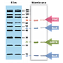 [WM1000] YesBlot™西方墨點分子量標記物Ⅰ, 250 μl 
