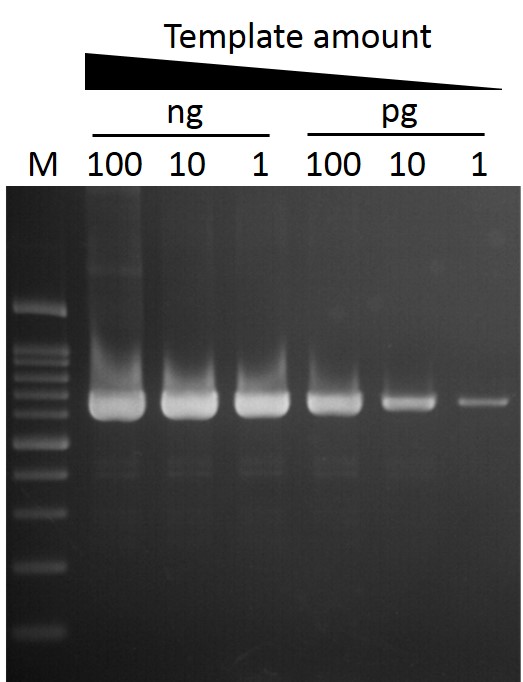 ExcelTaq™ Klen-Taq DNA Polymerase, (5 U/μl, 500 U)