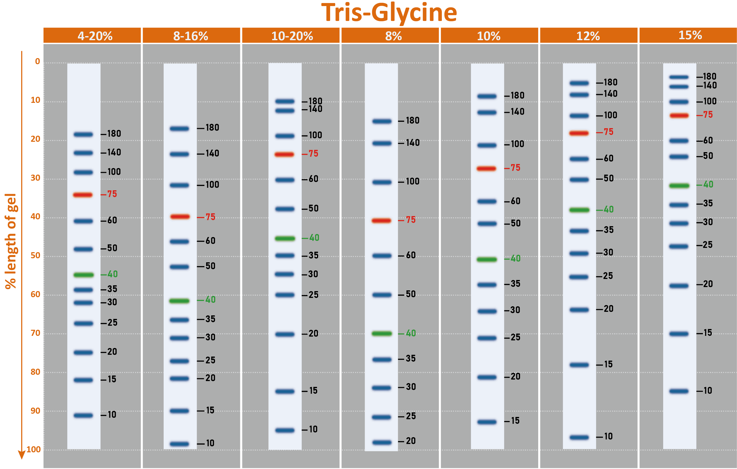 [PM5000] ExcelBand™ 3-color Pre-stained Protein Ladder, Regular Range (9-180 kDa), 250 μl x 2