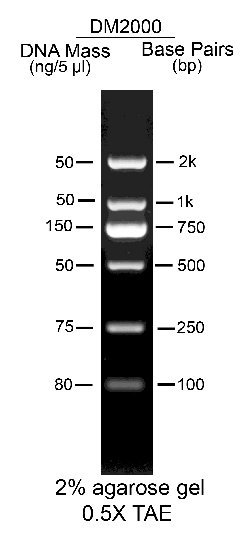 AccuBand™ 100 bp DNA Marker II, 500 μl