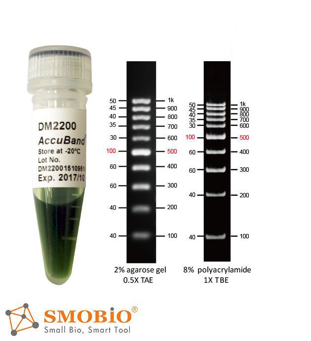 [DM2200] AccuBand™ 100 bp DNA分子量標記Ⅱ, 500 μl