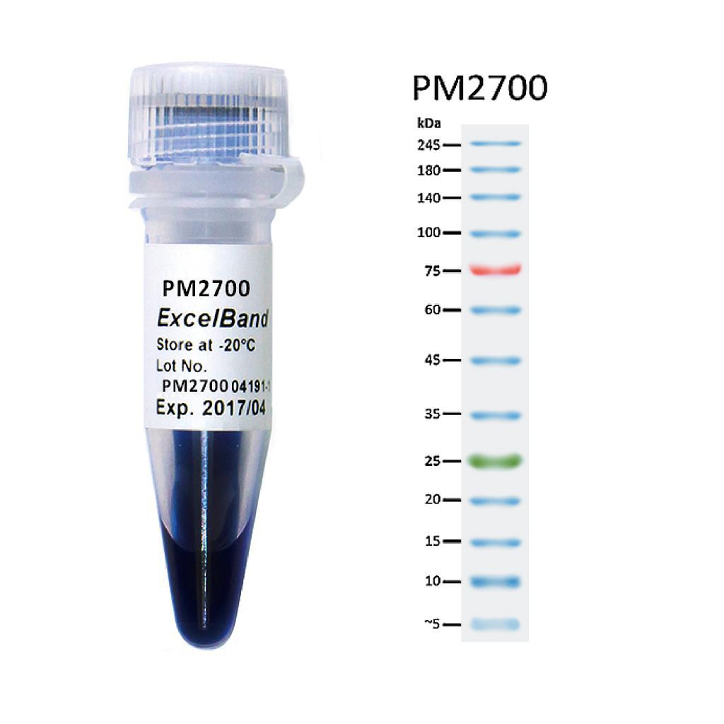 [PM2700] ExcelBand™三彩蛋白質廣分子量標記, 250 μl x 2