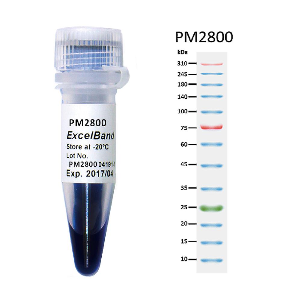 [PM2800] ExcelBand™三彩蛋白質超廣分子量標記, 250 μl x 2