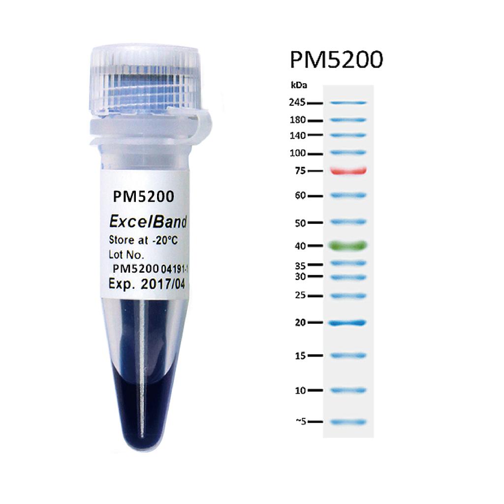 [PM5200] ExcelBand™三彩預染型蛋白質分子量標記,廣範圍, 250 μl x 2