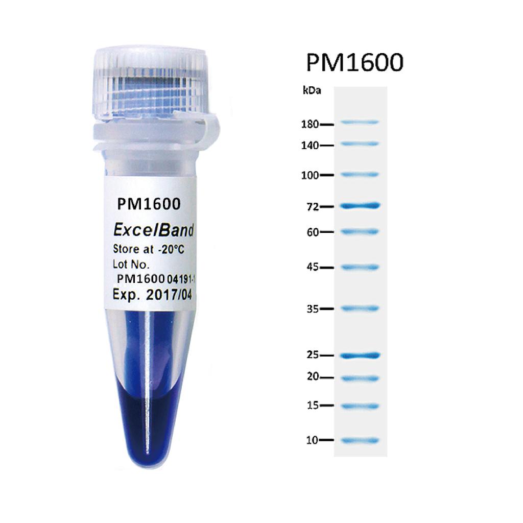 [PM1600] ExcelBand™湛藍蛋白質常規加強分子量標記, 250 μl x 2