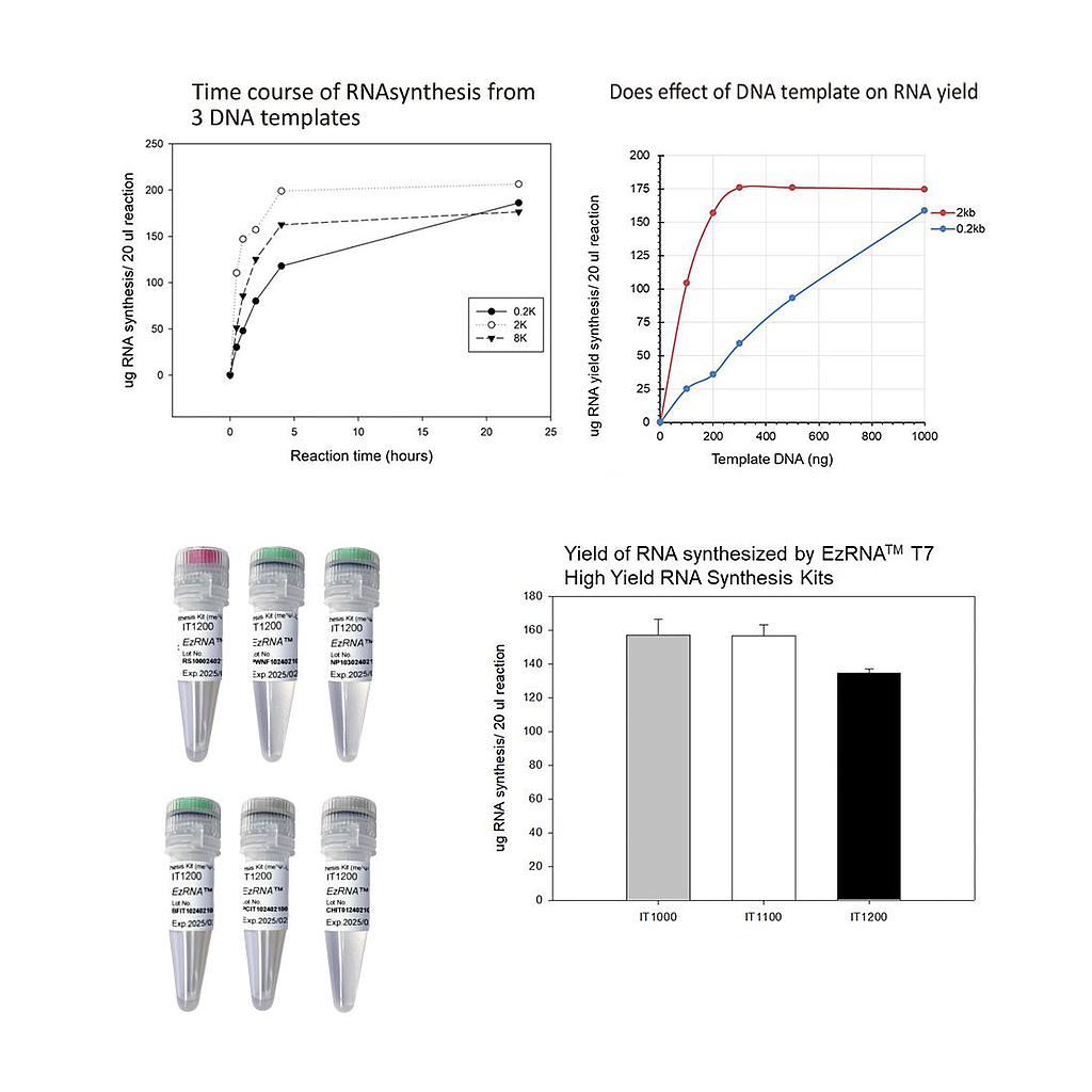 [IT1200] EzRNA™ T7 高產量RNA合成試劑盒(me1Ψ-UTP),50 RXN