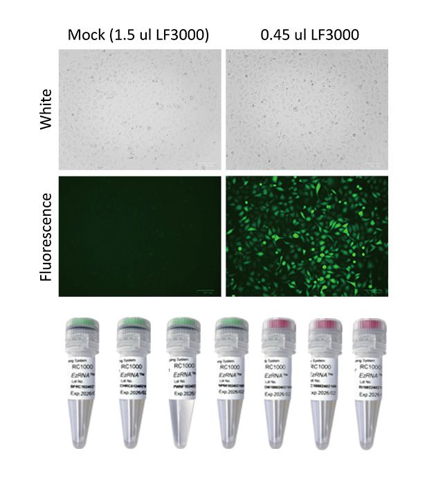 [RC1000] EzRNA™ RNA加帽系統, 50 RXN