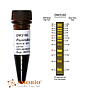 [DM3160] FluoroBand™ 1KB (0.25-10 kb)預染螢光DNA分子量標記, 500 μl